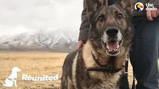 Military Dog Is SO Happy To Finally Be Home With His Dad | The Dodo Reunited