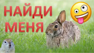 ✔️КАК И ГДЕ ИСКАТЬ ЗАЙЦА НА ОХОТЕ Мои наблюдения. Охота 2020