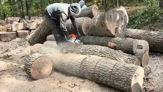 Ідеальні трійки ріжемо STIHL MS 462 C-M vs MS361 💪💪💪 big trees cutting 🌳🌳🌳