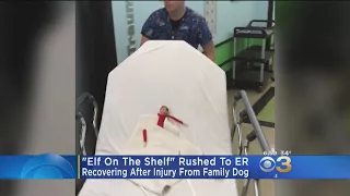 'Elf On The Shelf' Rushed To ER After Dog Attack