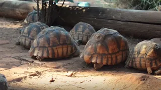 Thank you for supporting Hope for Tortoises