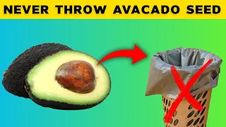 Avocado Seeds | Unlock the Hidden Health Benefits of Avocado Seeds | Natural Healing