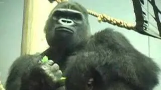 New Silverback Gorilla Brothers at Denver Zoo