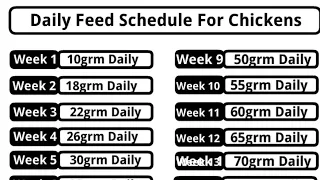 Poultry Farming Business Plan Feed Schedule For Chickens