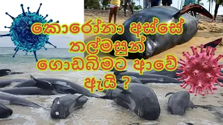 Sri Lanka rescues 120 whales after mass stranding.