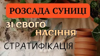 СУНИЦЯ з насіння 🍓| Що таке стратифікація? | #сад #розсада #садівництво #сади_україни