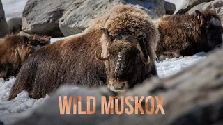 WILD MUSKOX || A Wildlife Photography Adventure #4