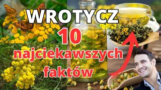 Wrotycz pospolity właściwości, zastosowania i działanie.  🌿🌕🌿 Pasożyty i kleszcze nie mają szans!