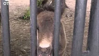 Кенгурята, оленята и белый медвежонок: в Новосибирском зоопарке настоящий беби-бум