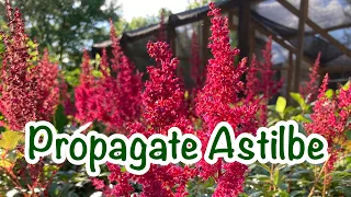 How to propagate Astilbe - A HIGHLY Underrated shade plant!!