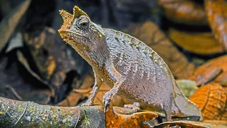 Brown Leaf Chameleon (World’s Smallest Reptile)