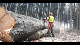 Felling big beech with MS 500i