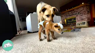 Teeny-tiny Goat Thinks She’s Dog And Copies Her Dog Brothers | Cuddle Buddies