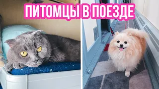 КОТИК И ПЕСИК ЕДУТ В ПОЕЗДЕ |  ПЕРЕЕЗД НА ПОЕЗДЕ С КОШКОЙ И СОБАКОЙ | Киса Баттерс и Шпиц Элис