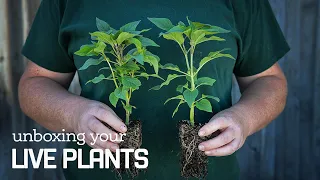 Unboxing Your Live Plants!