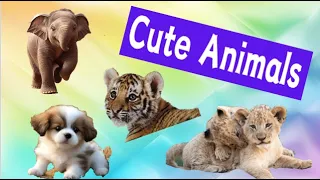 Cute Animal Moments || Animal cute moments || #preschoollearning #cuteanimals #animalvideosforkids