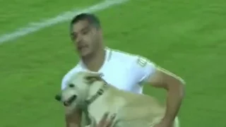 Dog Runs Onto Soccer Pitch, Adorable Havoc Ensues