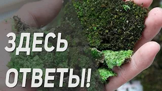 Мох, зелена и грибки в теплице 🦠 Как с ними бороться?