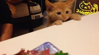 Funny cat video: Kitten hunting for sashimi