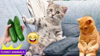 When you own a Cat with an IQ 300 😻 You Laugh You Lose 🤣Part 16