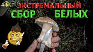 Экстремальный СБОР БЕЛЫХ ГРИБОВ. Дождь...Темнело...