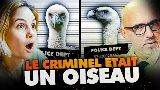 LE CRIMINEL ETAIT UN OISEAU - BADNEWS #252