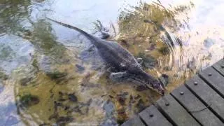 Loch Ness monster living in Singapore