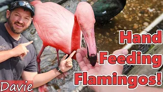 Hand Feeding Flamingos at Flamingo Gardens just outside of Ft. Lauderdale