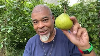 The best fruiting pear tree in the south! Hands Down!