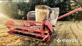 Massey Ferguson 20 / Jęczmień/Pszenica/2021/