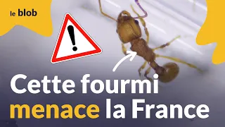 L’inquiétante fourmi électrique s’installe en France | Reportage