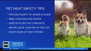 How to keep your pets safe during the heat advisory