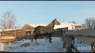 Орловский рысак Бельярд