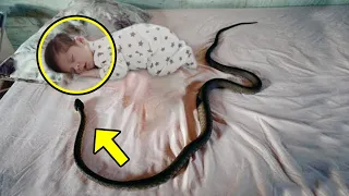 A Couple Adopted a Snake to Protect Their Only Child, but One Day They Got the Shock of Their Lives