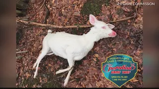 Officials offering $1,500 reward for info on albino deer killed