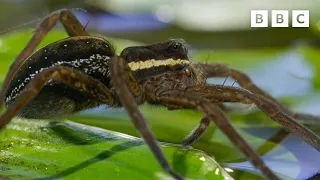 DEADLY spider assassin 🕷️ | Wild Isles - BBC