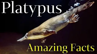 What is a platypus? Surprising Platypus Facts You Didn't Know. Animals. Facts