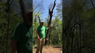 Why we left a "tree snag" in our forest