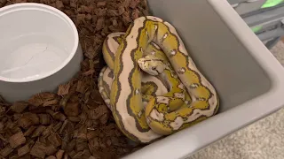 Orange Glow Motley Reticulated Python
