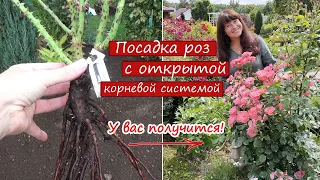 ПОСАДКА РОЗ. Сажаю розы из посылки с открытой корневой системой. Результат посадок через 2 года!