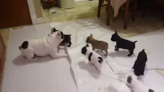 French bulldog playing with his pups