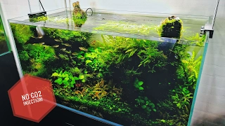 90cm planted tank without CO2 injection