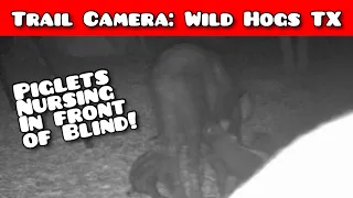 Wild Hogs Trail Camera Video