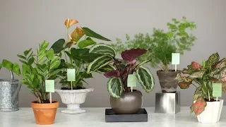 Common Houseplant Problems and How to Fix Them - Martha Stewart