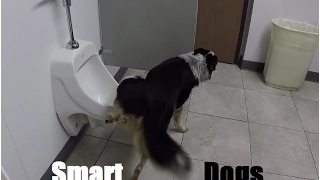 Funny Dogs Peeing,What a smart dog ? :)