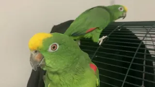 Parrot Sounds | Amazon Parrot