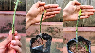 Mango stone grafting new technique | how to graft mango tree #stonegrafting