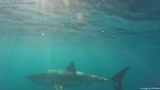 Great White Shark Offshore - West Beach, South Australia