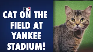 You've got to be kitten me! A cat got loose on the field in the Bronx!