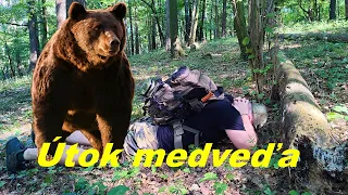 Čo robiť pri nečakanom útoku medveďa na človeka | Zaujímavosti a fakty o medveďoch na Slovensku |